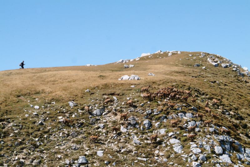 le mie prime foto ai camosci d''abruzzo